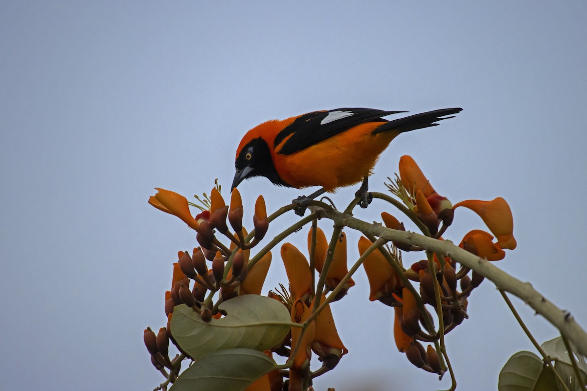 Orange-backed Troupial - Antonio Rodriguez-Sinovas