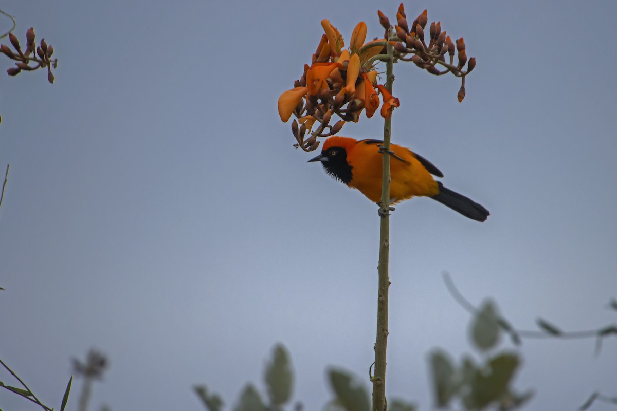 Orange-backed Troupial - Antonio Rodriguez-Sinovas
