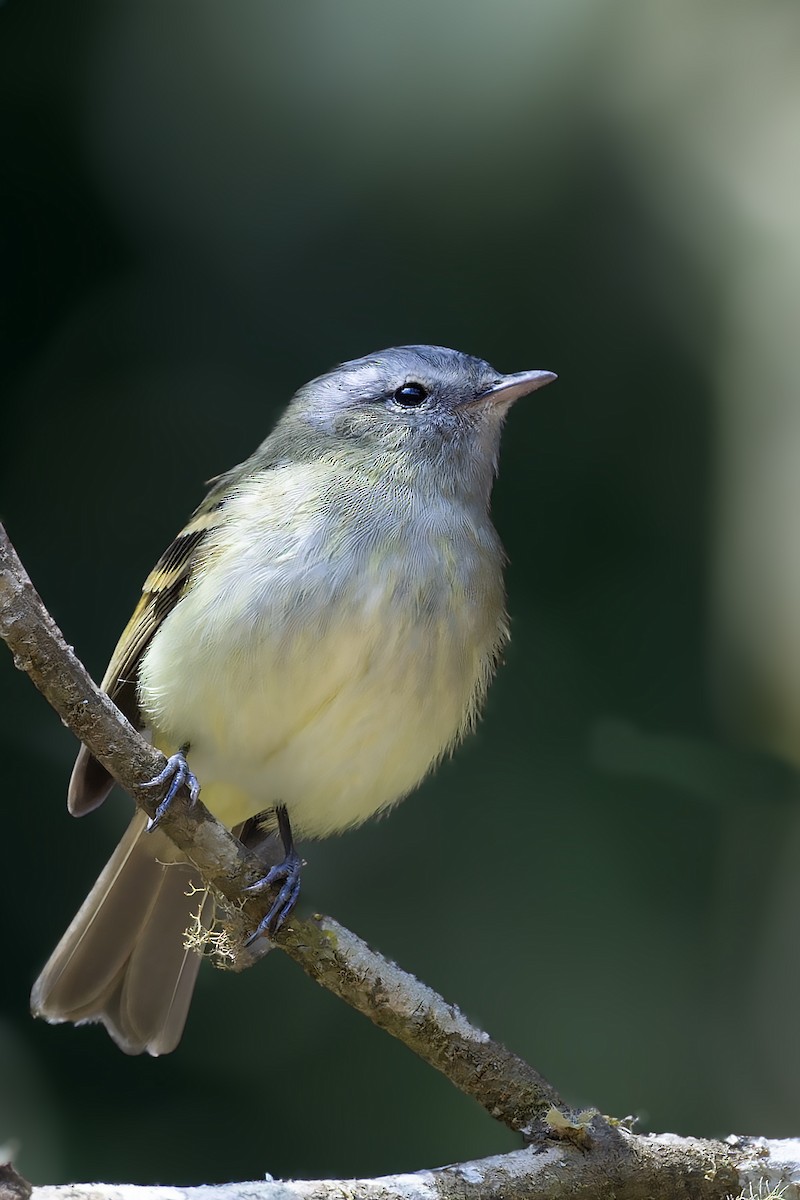 Buff-banded Tyrannulet - ML610295278