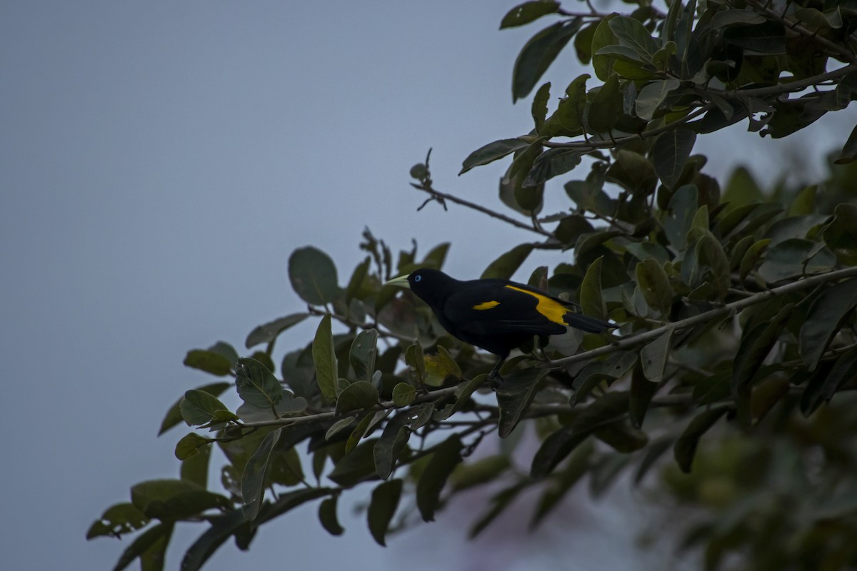 Yellow-rumped Cacique - Antonio Rodriguez-Sinovas