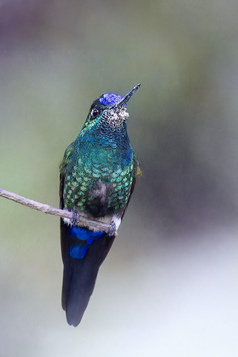 Blue-capped Puffleg - ML610295292