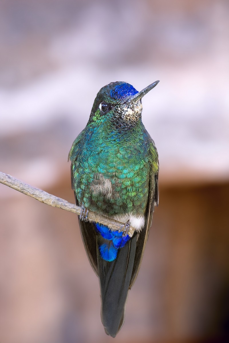 Blue-capped Puffleg - ML610295294