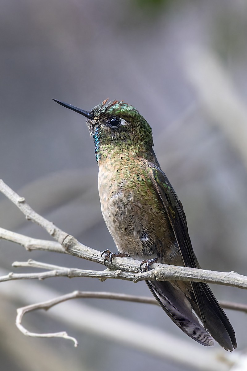 kolibřík dřišťálový - ML610295302