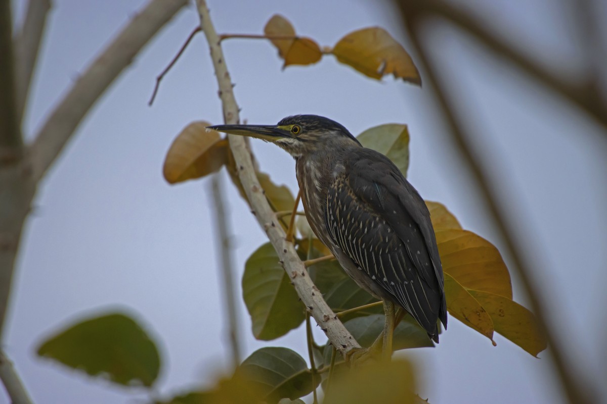 Striated Heron - Antonio Rodriguez-Sinovas