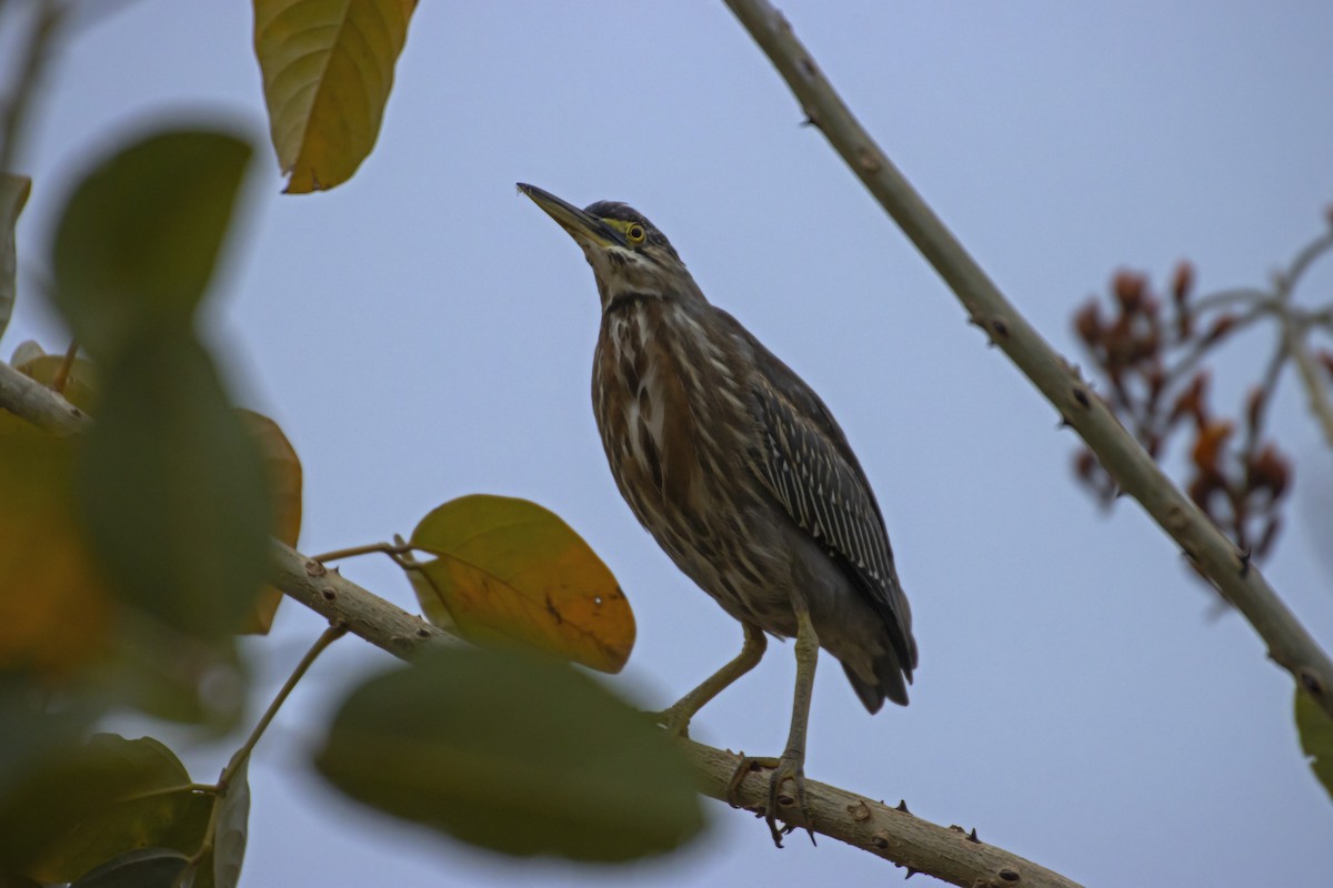 Striated Heron - Antonio Rodriguez-Sinovas