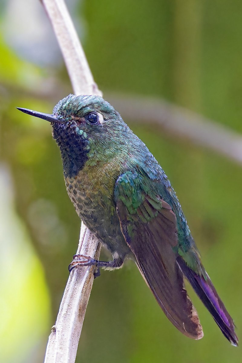 kolibřík dřišťálový - ML610295337