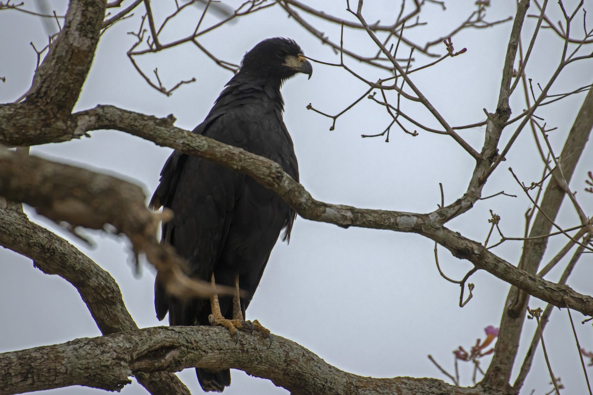 Great Black Hawk - Antonio Rodriguez-Sinovas
