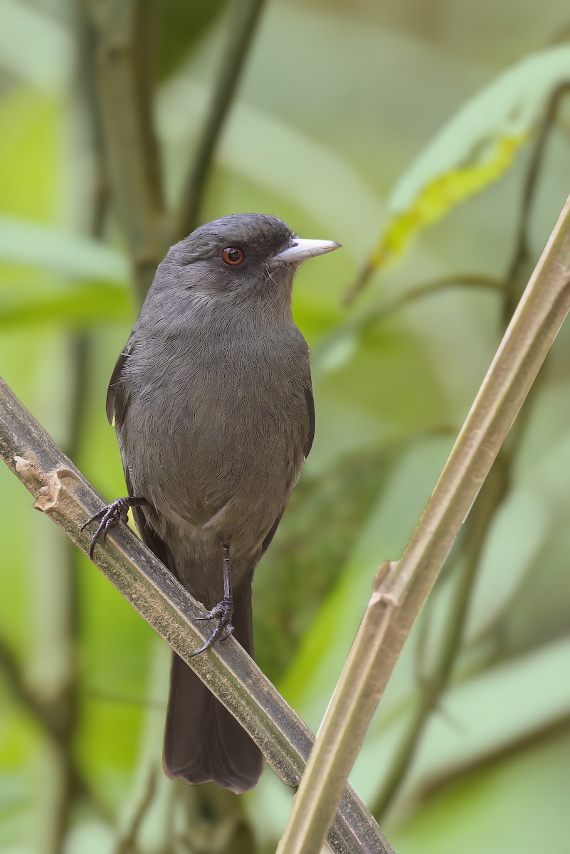 Plumbeous Black-Tyrant - ML610295366