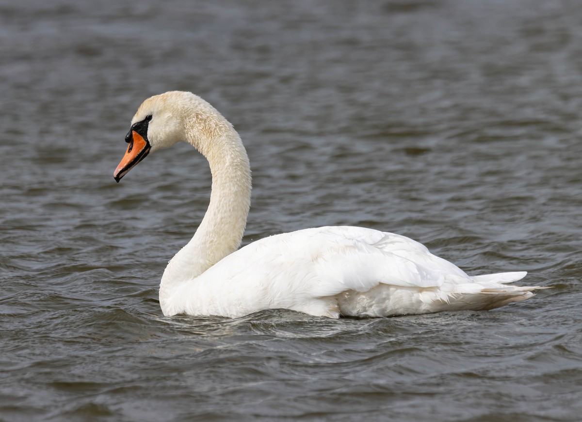 Mute Swan - ML610295371