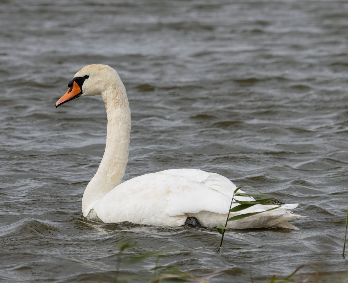 Mute Swan - ML610295372