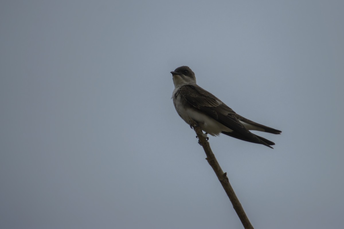 Brown-chested Martin - Antonio Rodriguez-Sinovas
