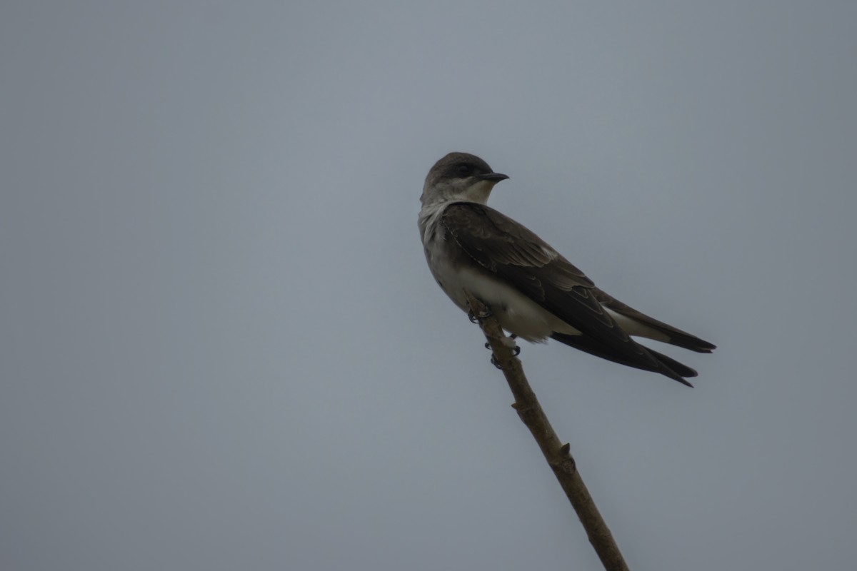 Brown-chested Martin - Antonio Rodriguez-Sinovas