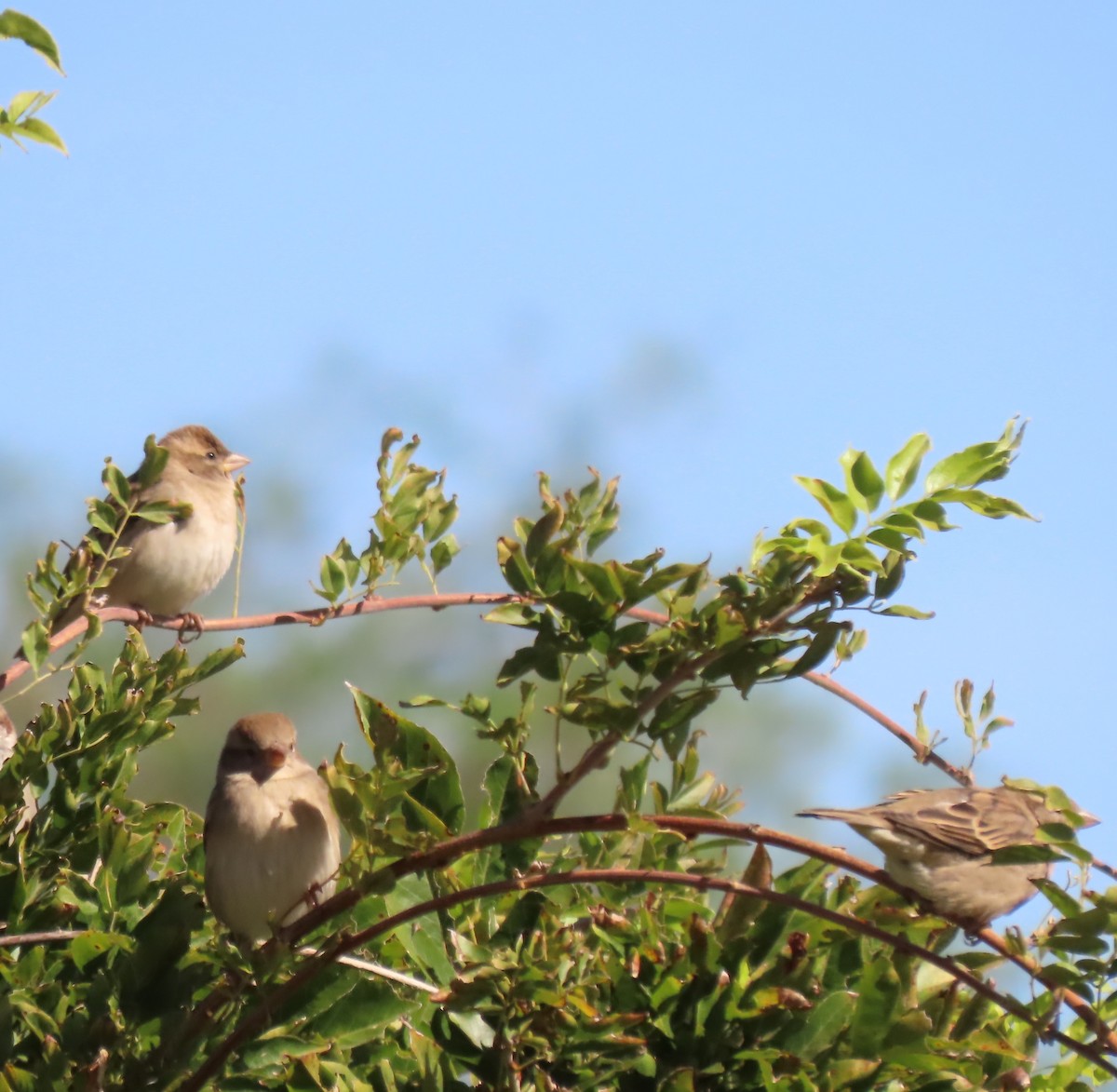 Moineau domestique - ML610295435