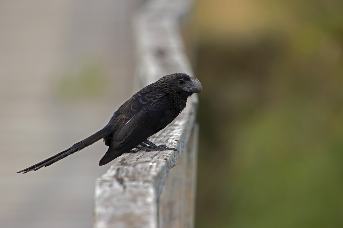 Smooth-billed Ani - Antonio Rodriguez-Sinovas