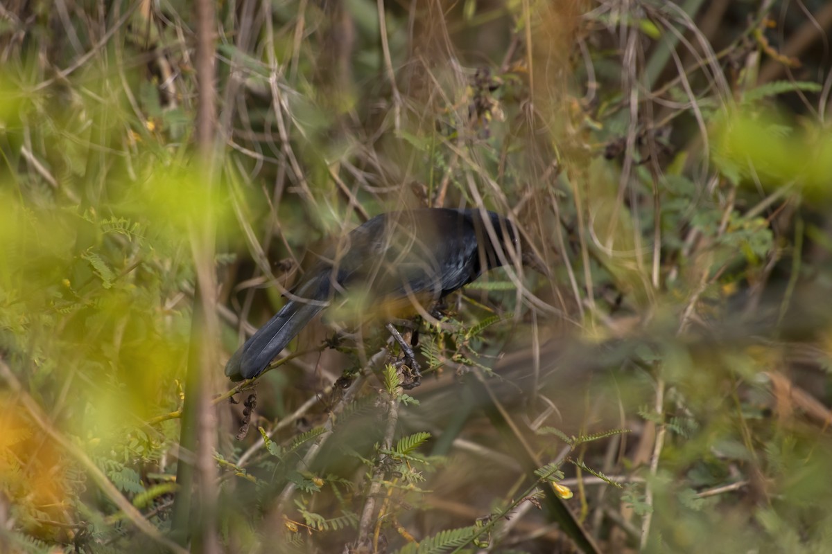 Unicolored Blackbird - Antonio Rodriguez-Sinovas
