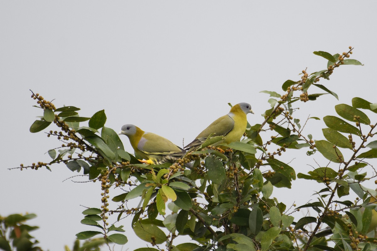 Yellow-footed Green-Pigeon - ML610295488
