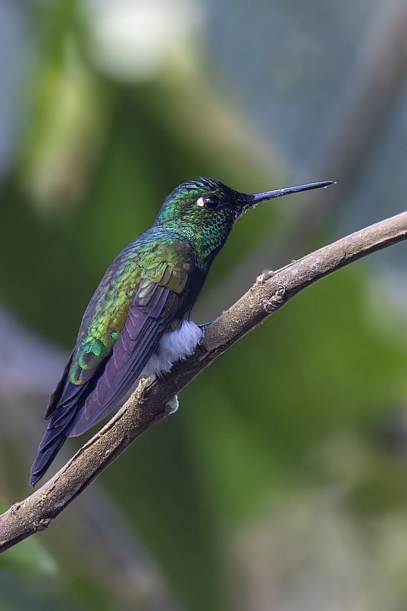 Blue-capped Puffleg - ML610295491