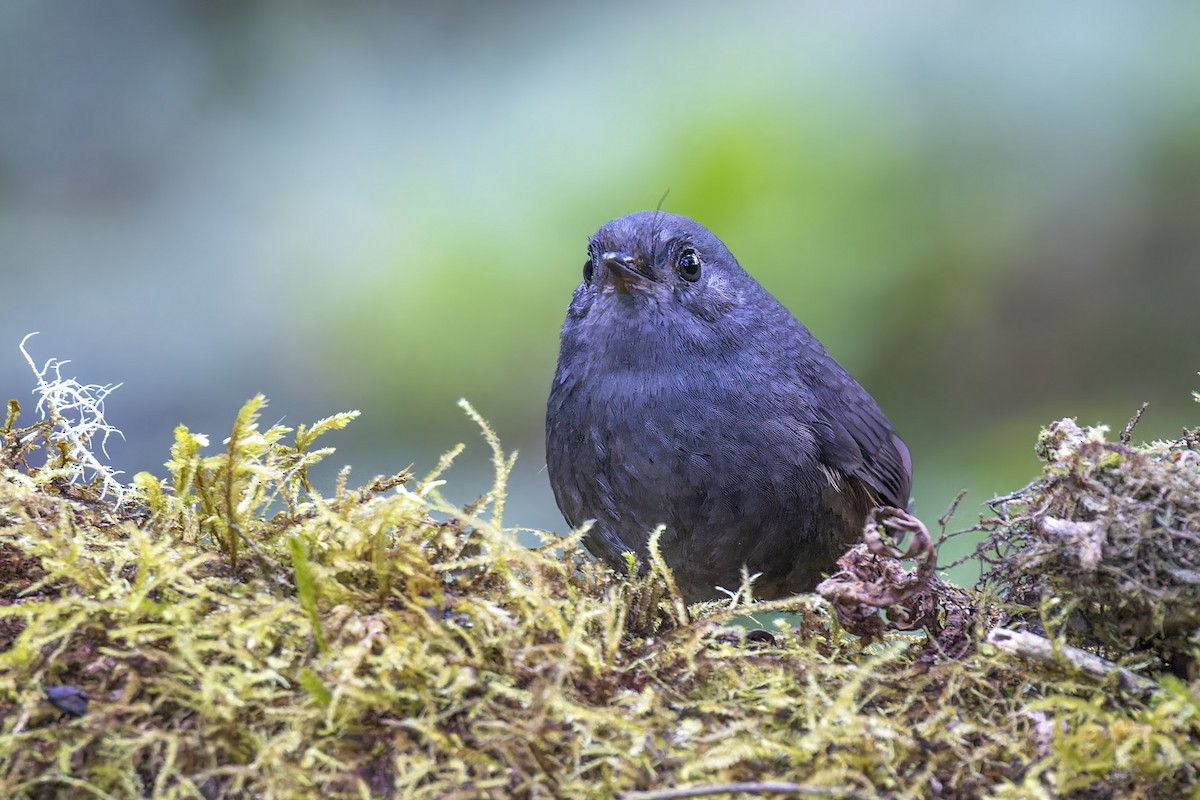 Trilling Tapaculo - ML610295494