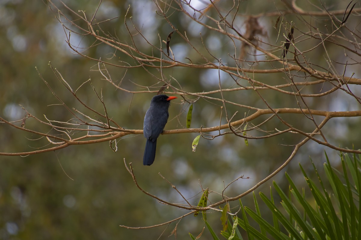 Black-fronted Nunbird - Antonio Rodriguez-Sinovas