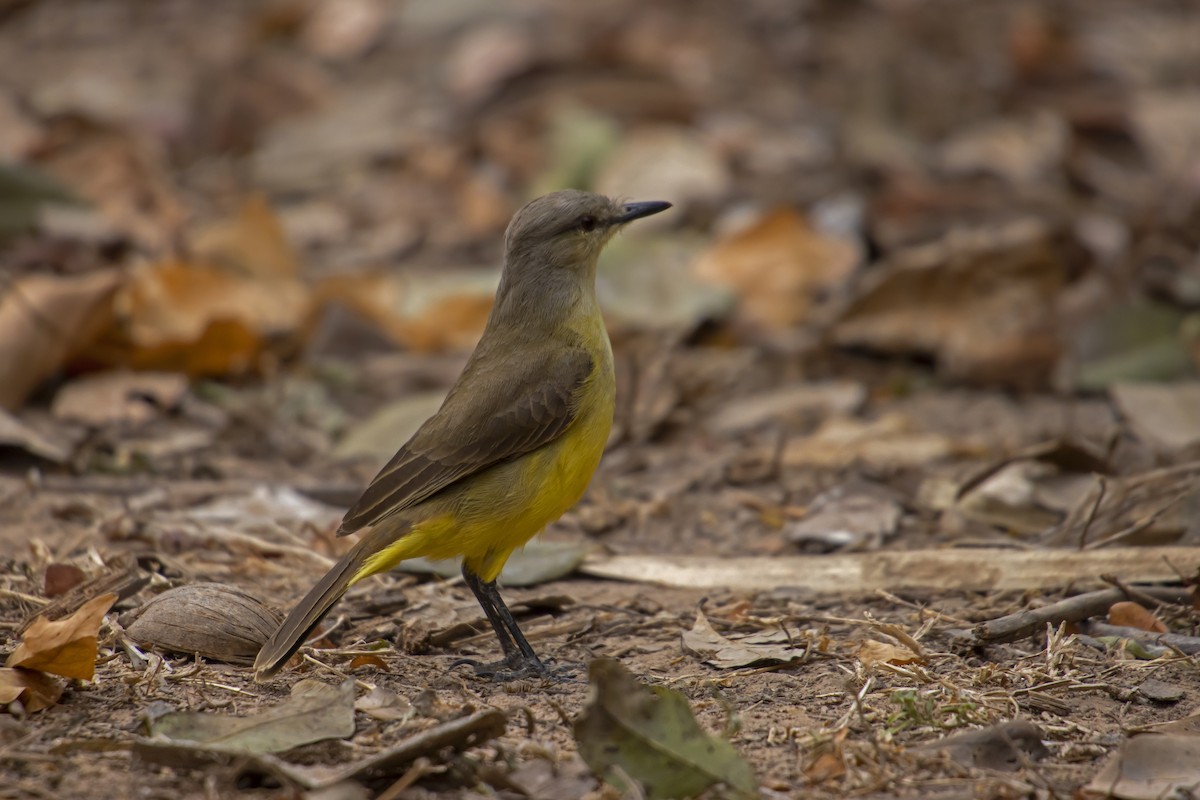 Cattle Tyrant - Antonio Rodriguez-Sinovas