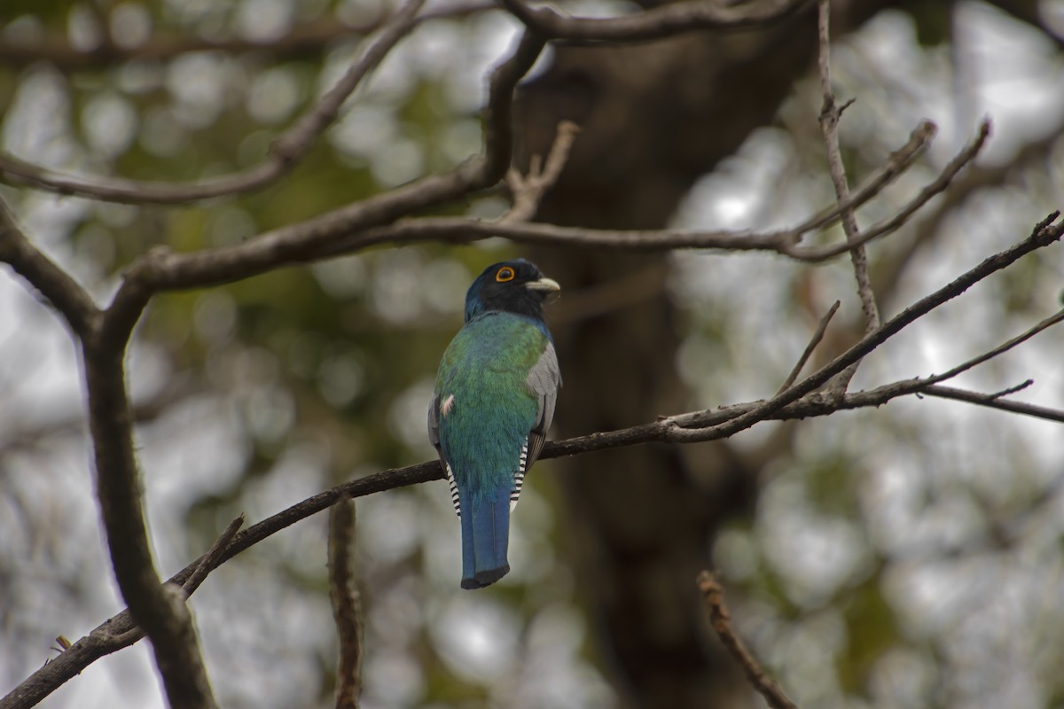 Blue-crowned Trogon - Antonio Rodriguez-Sinovas