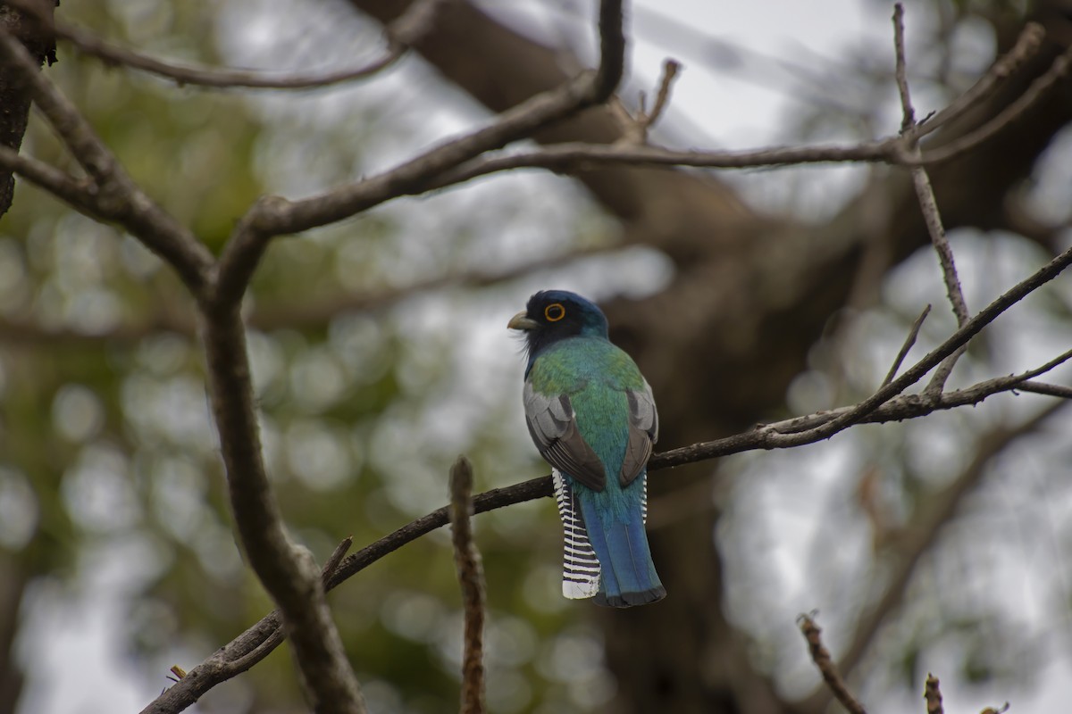 Blue-crowned Trogon - Antonio Rodriguez-Sinovas