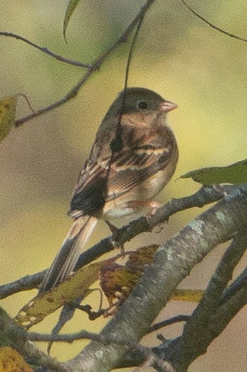 Field Sparrow - ML610295655