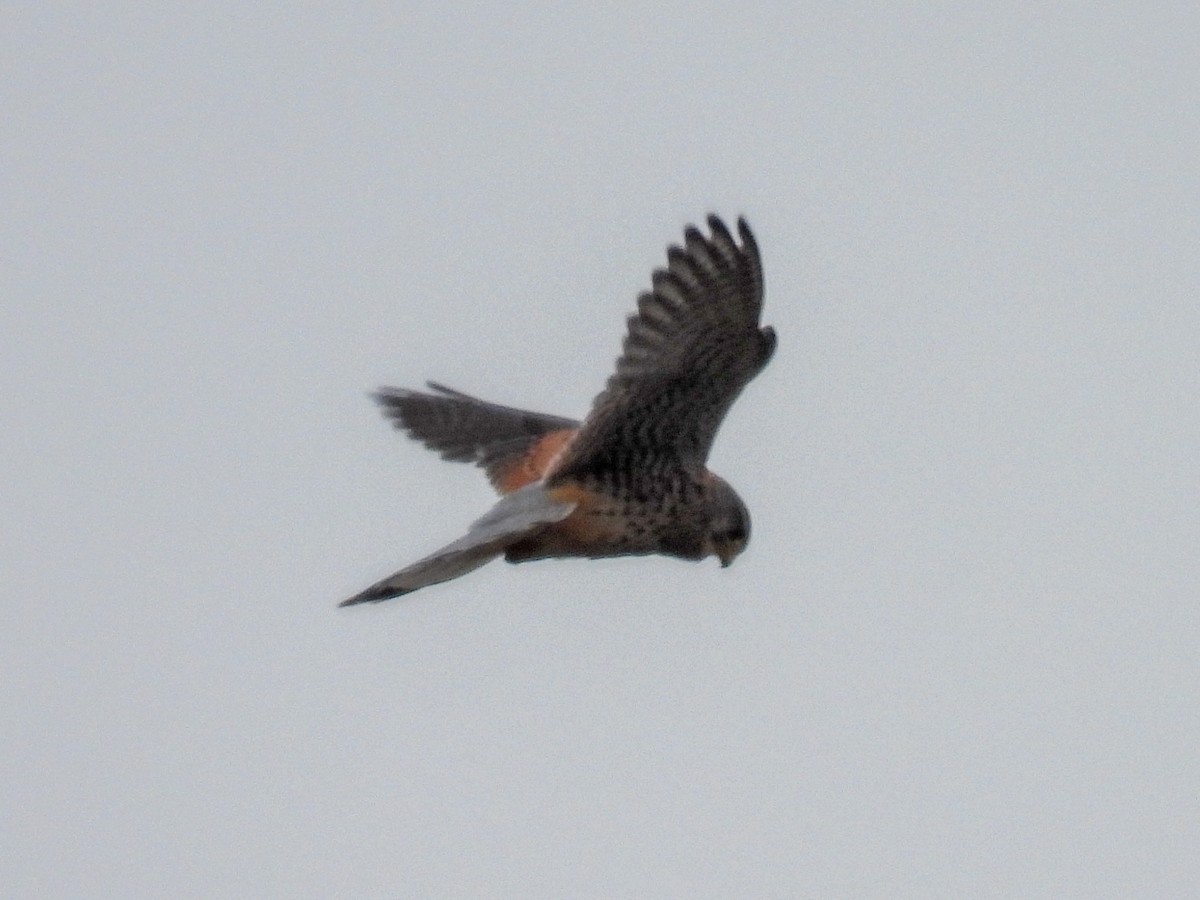 Eurasian Kestrel - ML610295657