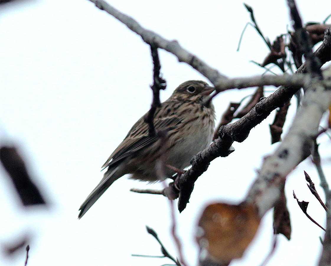 Vesper Sparrow - ML610295689