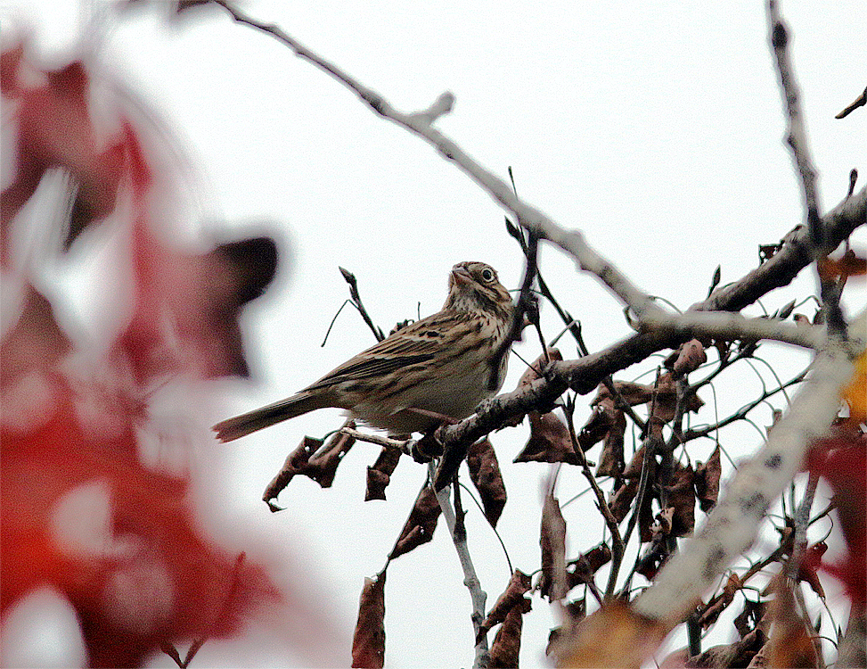 Vesper Sparrow - Mike Fahay