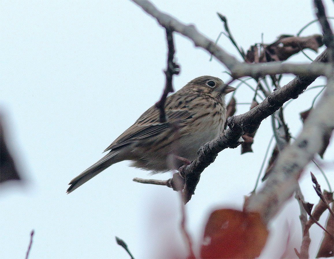 Vesper Sparrow - Mike Fahay