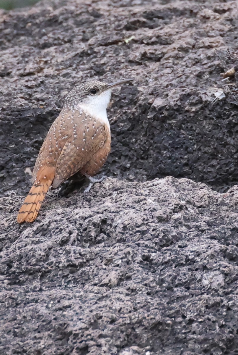 Canyon Wren - ML610295712