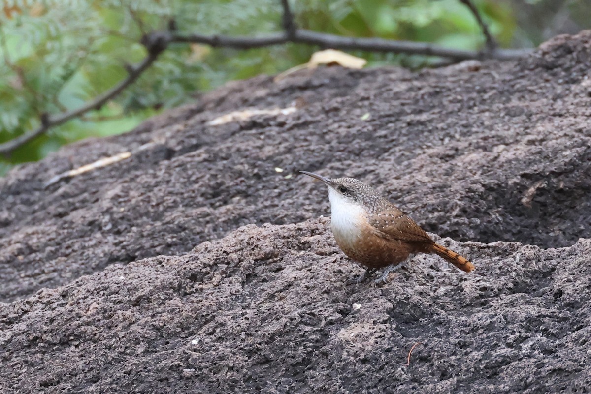 Canyon Wren - ML610295713
