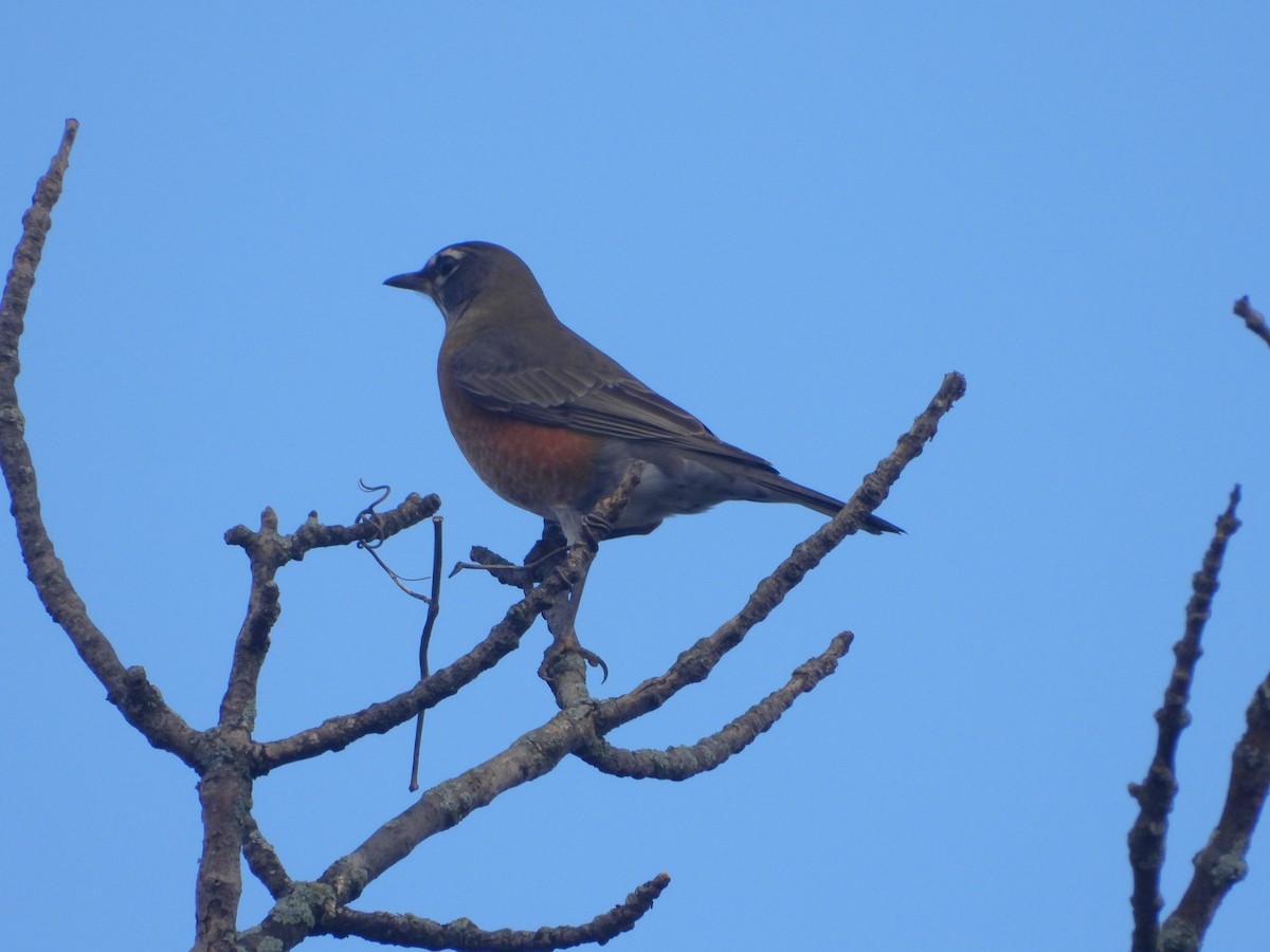 American Robin - ML610295716