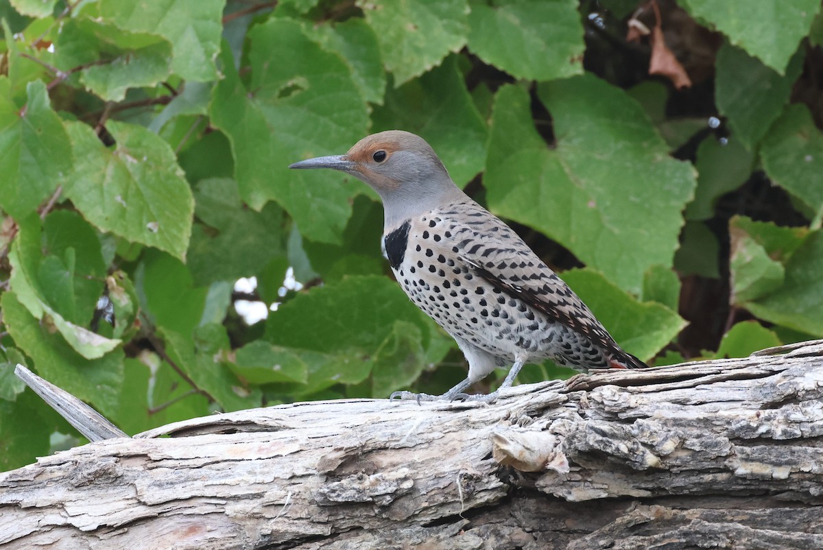 Northern Flicker (Red-shafted) - ML610295732