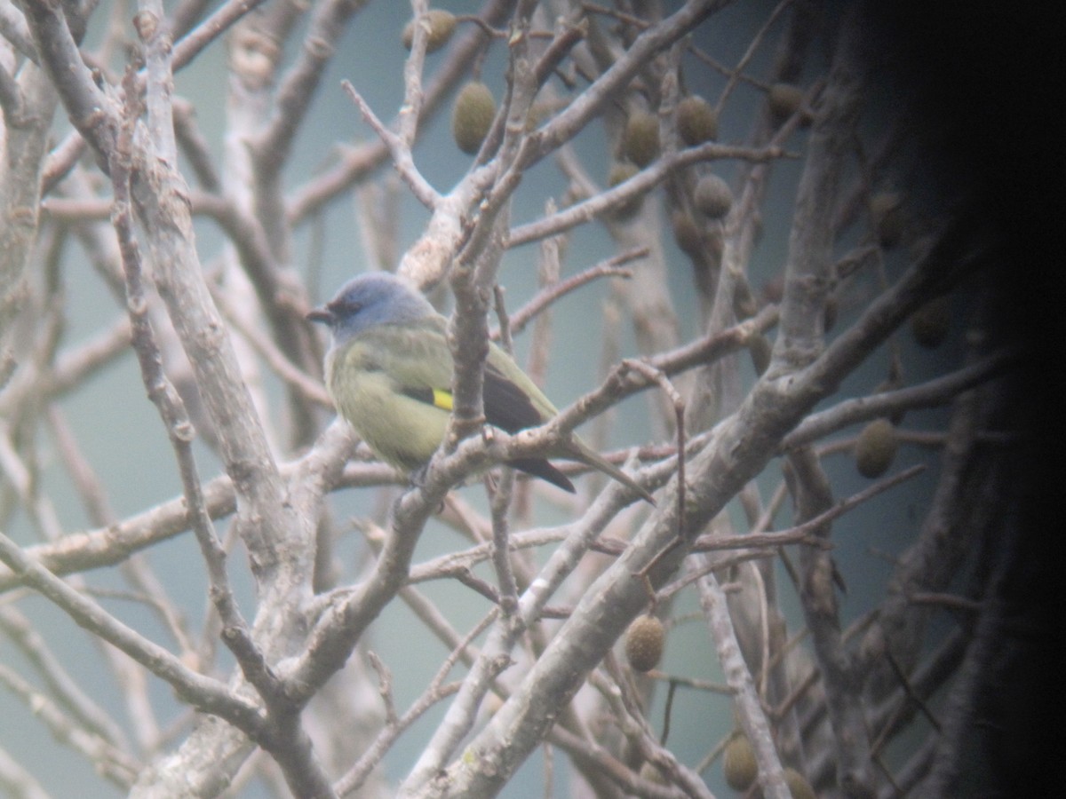 Yellow-winged Tanager - ML610295757