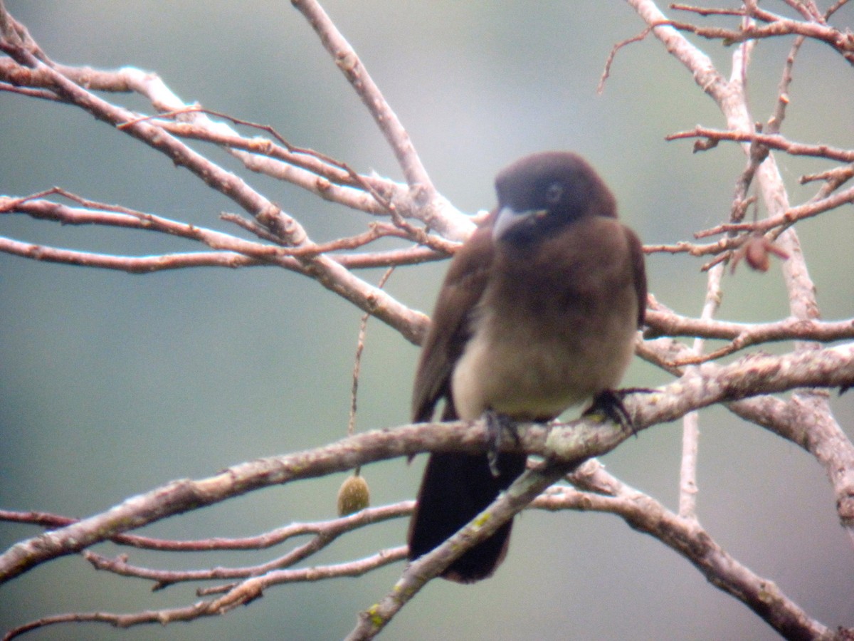 Brown Jay - ML610295764