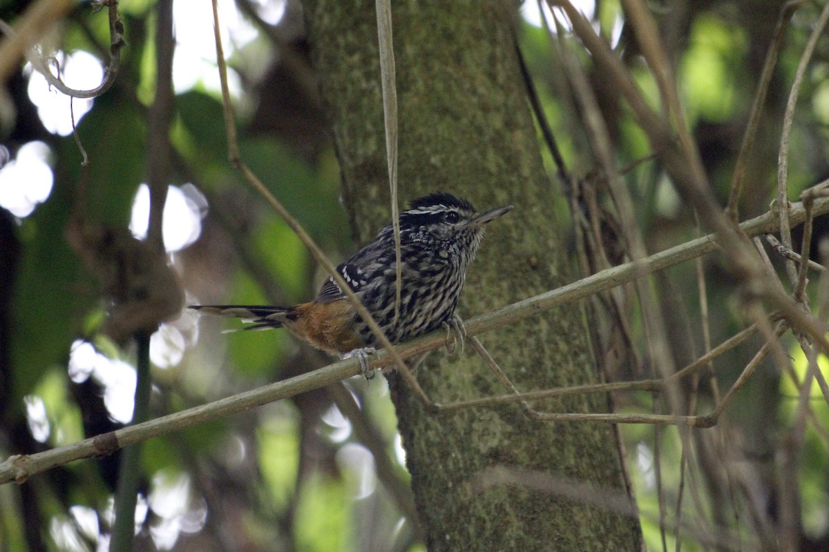 Ochre-rumped Antbird - ML610295832