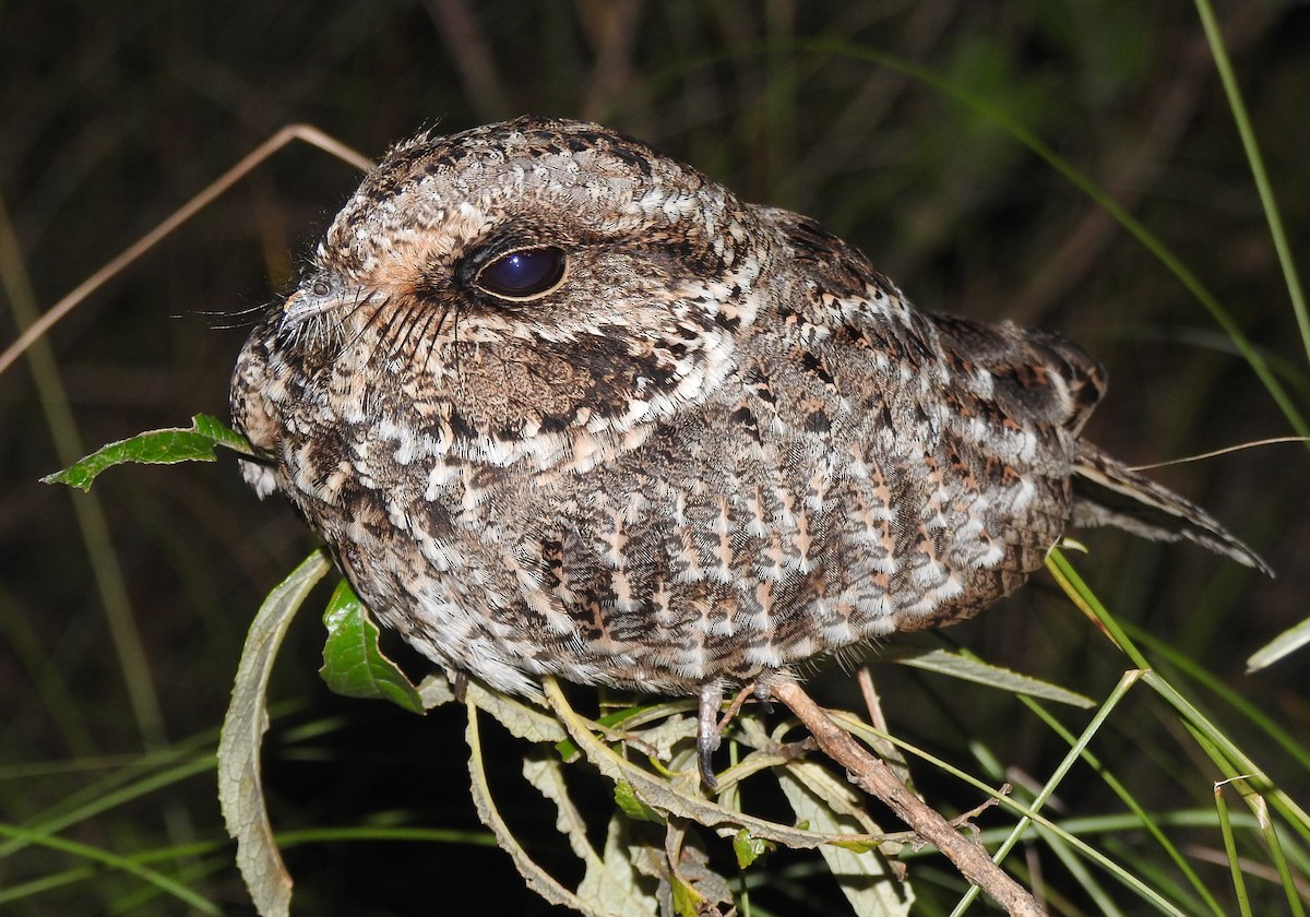 Sickle-winged Nightjar - ML610295837