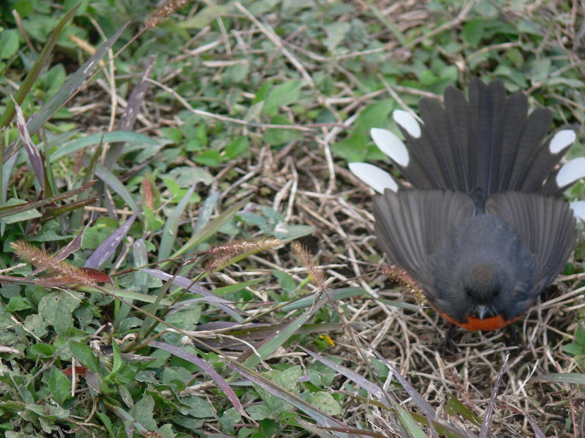 Painted Redstart - ML610295838