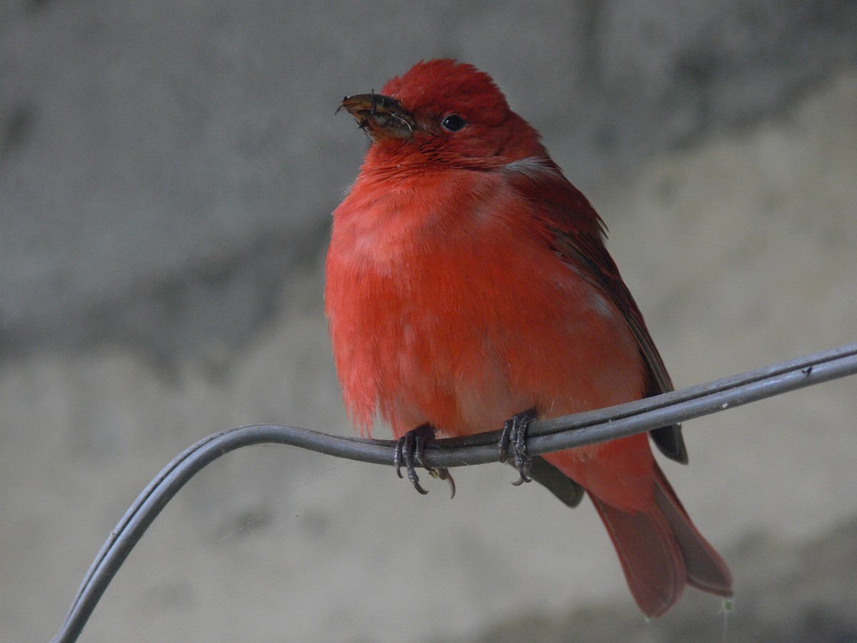Summer Tanager - ML610295847