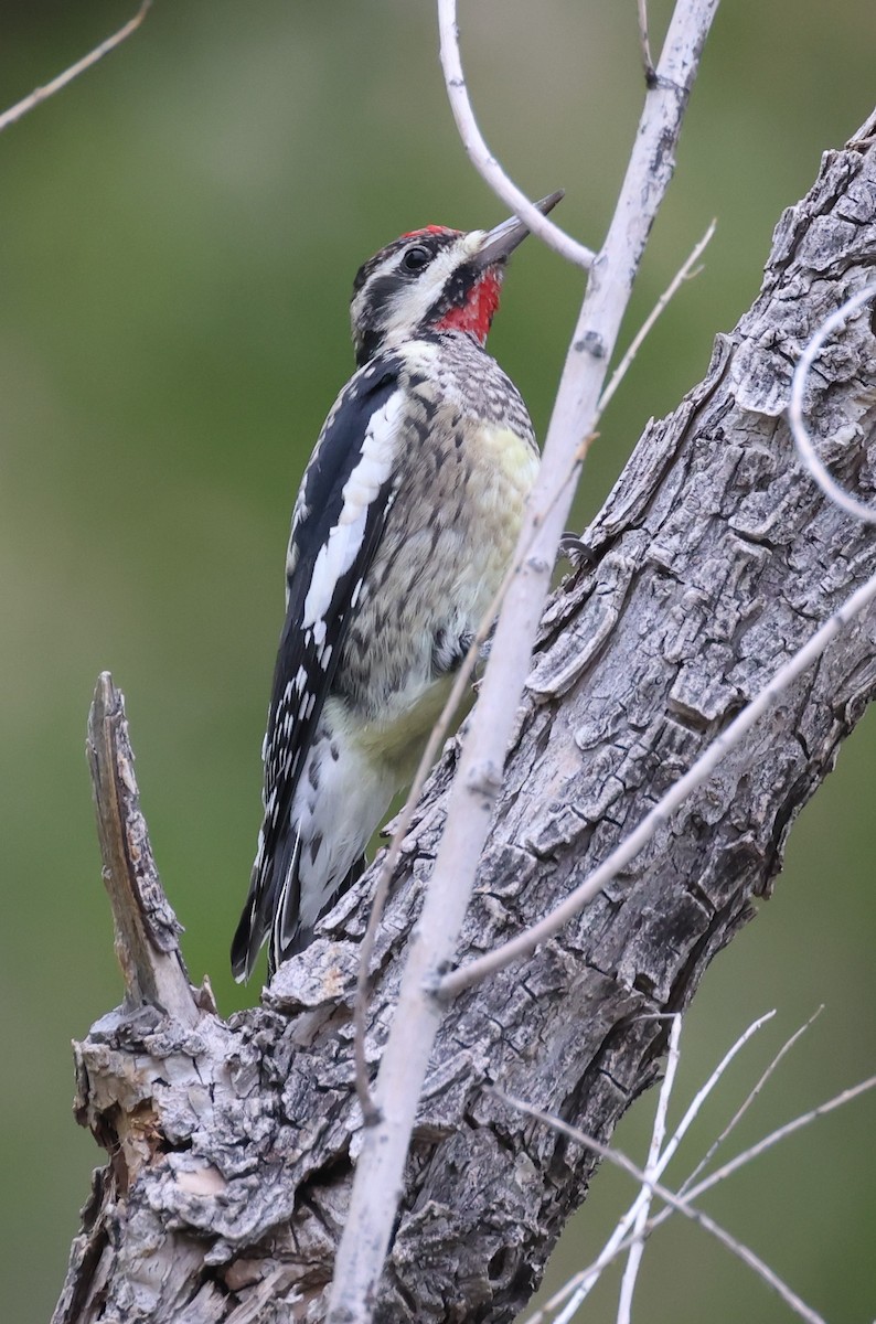 Yellow-bellied Sapsucker - ML610295878