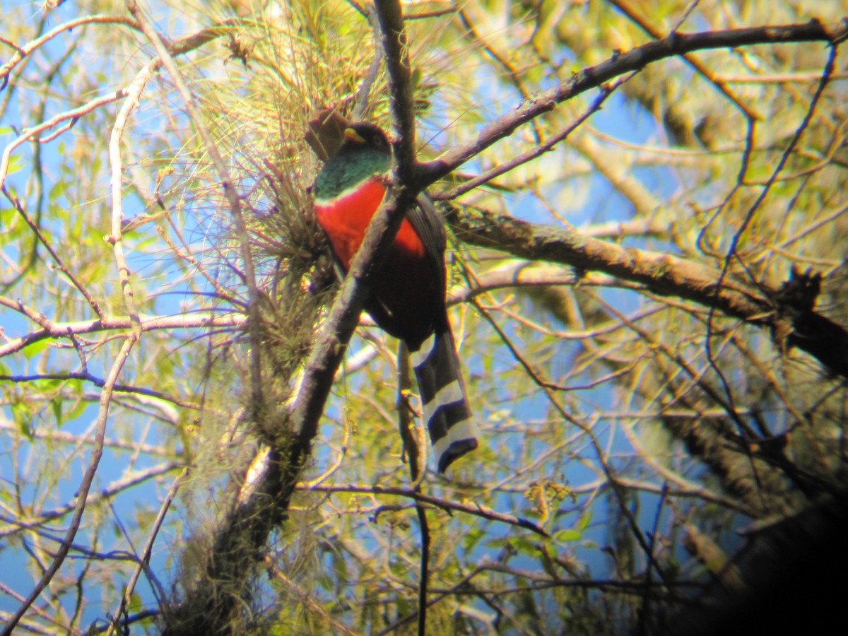 Elegant Trogon - ML610295893