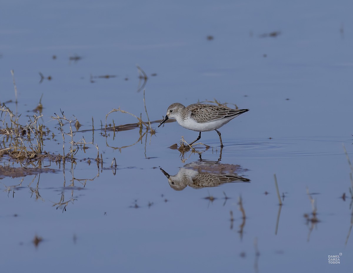 Western Sandpiper - ML610295905