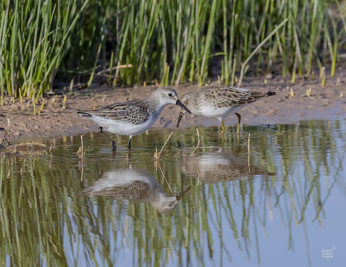 Western Sandpiper - ML610295907