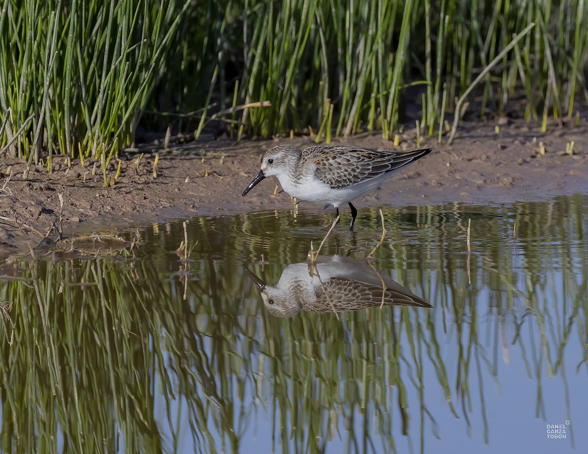 Western Sandpiper - ML610295908