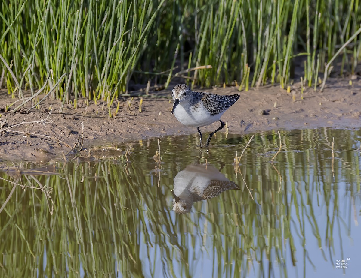 Western Sandpiper - ML610295909