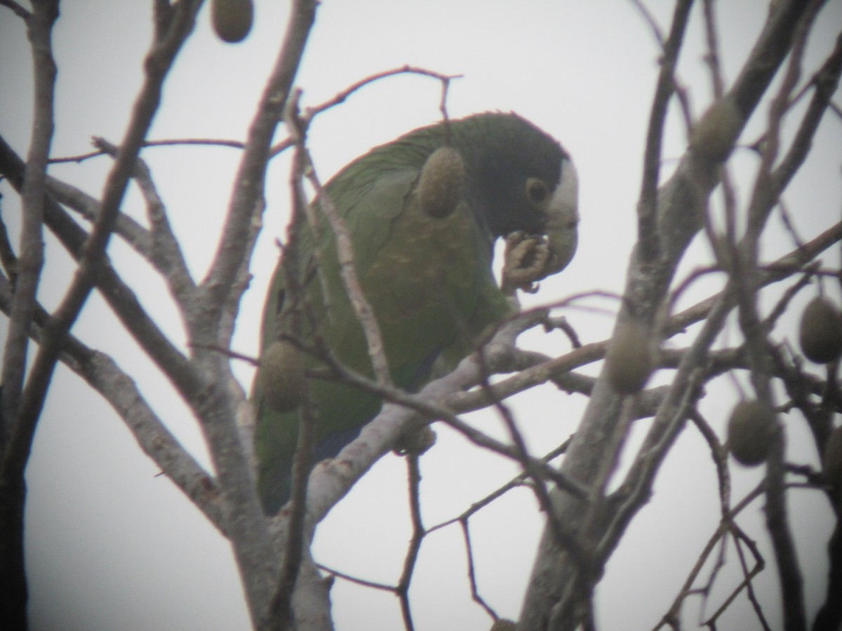 White-crowned Parrot - ML610295914