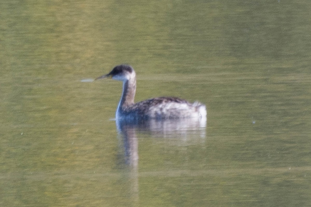 Red-necked Grebe - ML610295956