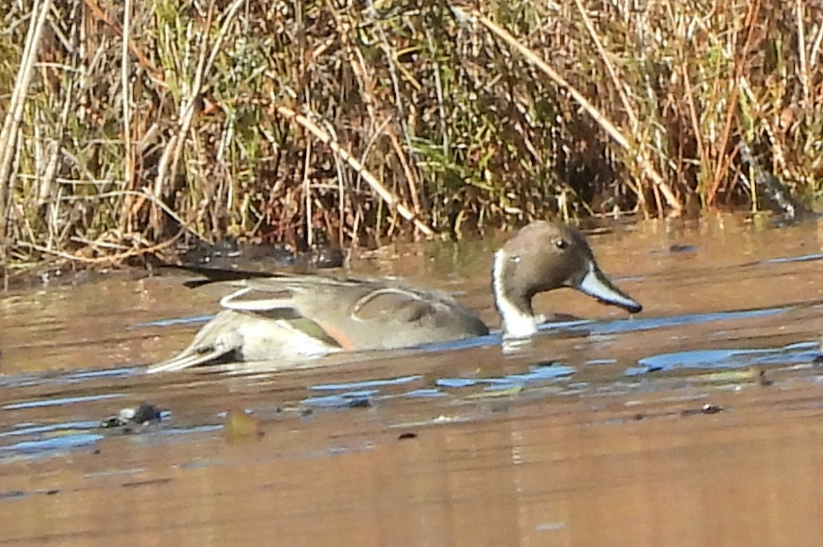 Northern Pintail - Debbie Bishop